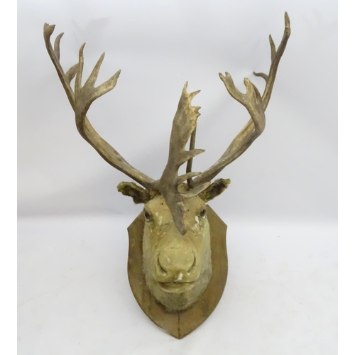 85 - Taxidermy: An imposing 19thC head mount of a Caribou, affixed to an oak shield, the whole 33 3/4'' w... 