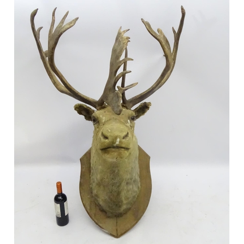 85 - Taxidermy: An imposing 19thC head mount of a Caribou, affixed to an oak shield, the whole 33 3/4'' w... 