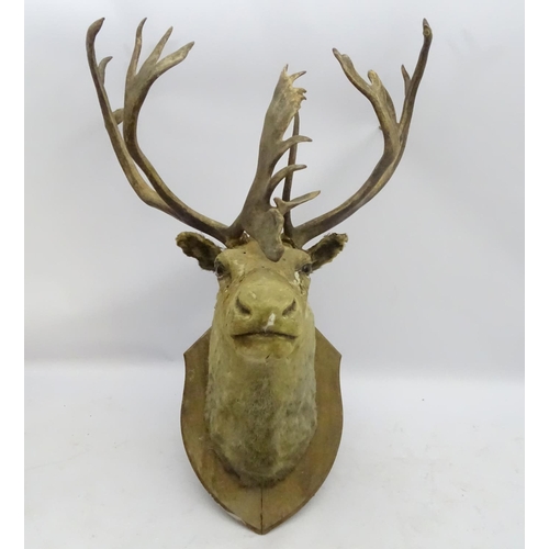 85 - Taxidermy: An imposing 19thC head mount of a Caribou, affixed to an oak shield, the whole 33 3/4'' w... 