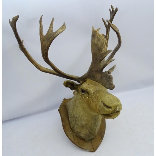 85 - Taxidermy: An imposing 19thC head mount of a Caribou, affixed to an oak shield, the whole 33 3/4'' w... 