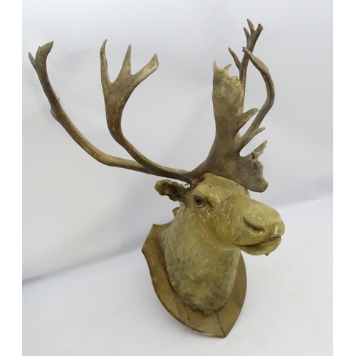 85 - Taxidermy: An imposing 19thC head mount of a Caribou, affixed to an oak shield, the whole 33 3/4'' w... 