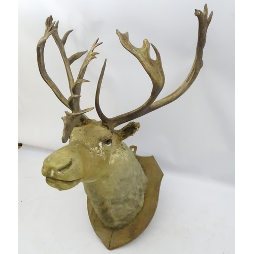 85 - Taxidermy: An imposing 19thC head mount of a Caribou, affixed to an oak shield, the whole 33 3/4'' w... 