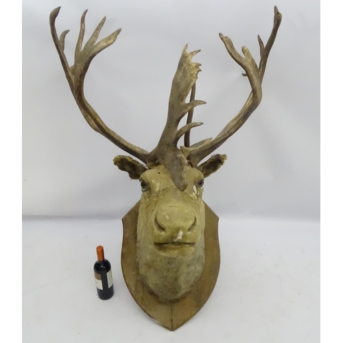 85 - Taxidermy: An imposing 19thC head mount of a Caribou, affixed to an oak shield, the whole 33 3/4'' w... 