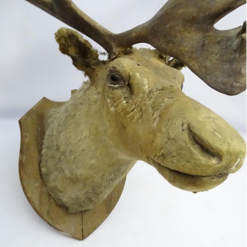 85 - Taxidermy: An imposing 19thC head mount of a Caribou, affixed to an oak shield, the whole 33 3/4'' w... 