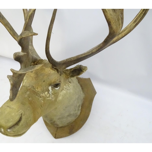 85 - Taxidermy: An imposing 19thC head mount of a Caribou, affixed to an oak shield, the whole 33 3/4'' w... 