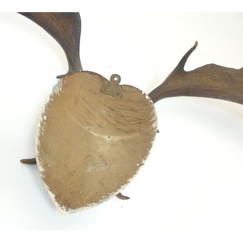 86 - Taxidermy: A pair of Victorian Fallow Deer antlers, mounted upon a heart-shaped mahogany shield, 36'... 