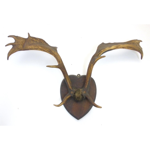 86 - Taxidermy: A pair of Victorian Fallow Deer antlers, mounted upon a heart-shaped mahogany shield, 36'... 