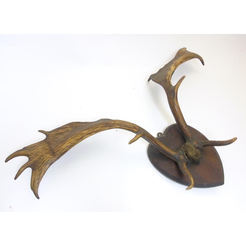 86 - Taxidermy: A pair of Victorian Fallow Deer antlers, mounted upon a heart-shaped mahogany shield, 36'... 