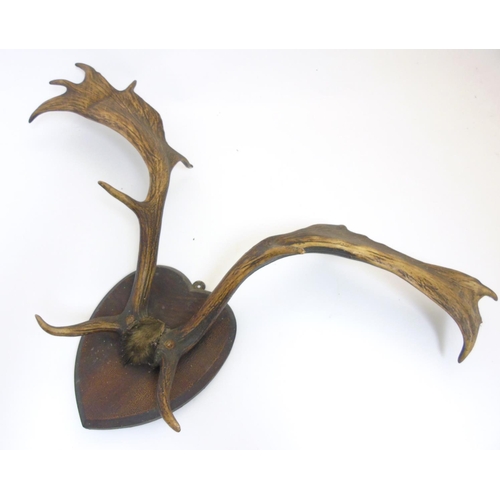 86 - Taxidermy: A pair of Victorian Fallow Deer antlers, mounted upon a heart-shaped mahogany shield, 36'... 