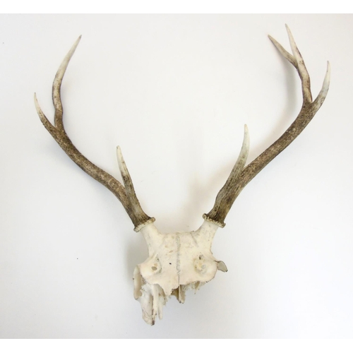 87 - Taxidermy: A pair of seven-point Red Deer antlers, with partial skull, the whole 24 1/2'' tall, 22 1... 