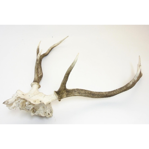 87 - Taxidermy: A pair of seven-point Red Deer antlers, with partial skull, the whole 24 1/2'' tall, 22 1... 