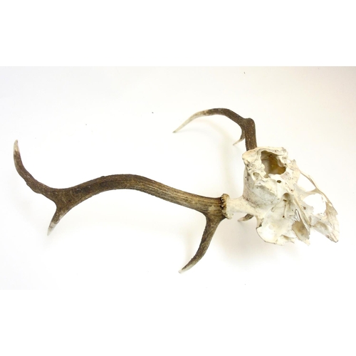 87 - Taxidermy: A pair of seven-point Red Deer antlers, with partial skull, the whole 24 1/2'' tall, 22 1... 