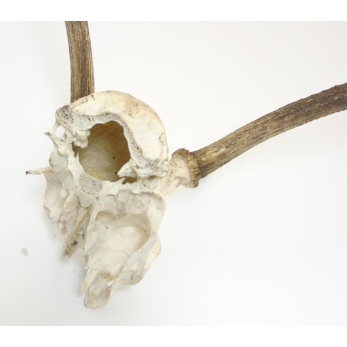 87 - Taxidermy: A pair of seven-point Red Deer antlers, with partial skull, the whole 24 1/2'' tall, 22 1... 