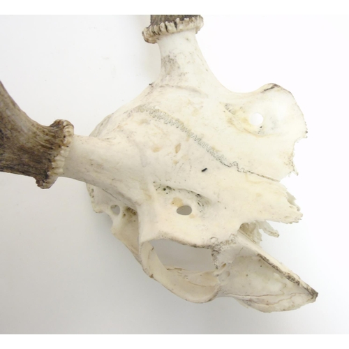 87 - Taxidermy: A pair of seven-point Red Deer antlers, with partial skull, the whole 24 1/2'' tall, 22 1... 