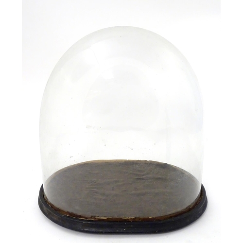 122 - Glass dome : a Victorian glass taxidermy dome with ebonised base /socle, 17'' high x 10 1/2'' wide x... 