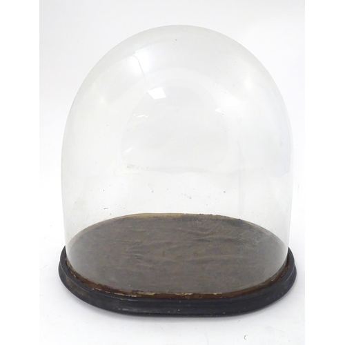 122 - Glass dome : a Victorian glass taxidermy dome with ebonised base /socle, 17'' high x 10 1/2'' wide x... 