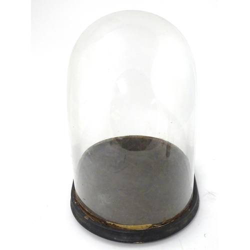 122 - Glass dome : a Victorian glass taxidermy dome with ebonised base /socle, 17'' high x 10 1/2'' wide x... 