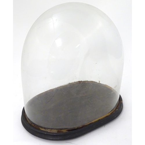 122 - Glass dome : a Victorian glass taxidermy dome with ebonised base /socle, 17'' high x 10 1/2'' wide x... 