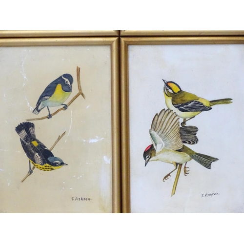 379 - T Ashton early - mid XX, 4 assorted bird illustrations, 3 x signed lower right. Each 8 x 5 1/2''