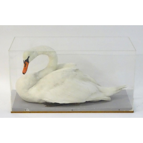 50 - Taxidermy: a mid-20thC cased full mount of a Mute Swan (Cygnus olor), posed waterborne, on a grey pa... 