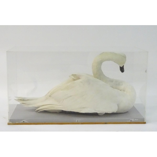 50 - Taxidermy: a mid-20thC cased full mount of a Mute Swan (Cygnus olor), posed waterborne, on a grey pa... 