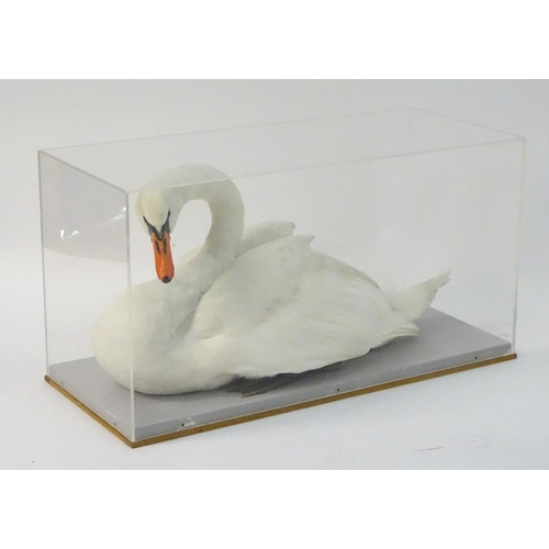 50 - Taxidermy: a mid-20thC cased full mount of a Mute Swan (Cygnus olor), posed waterborne, on a grey pa... 