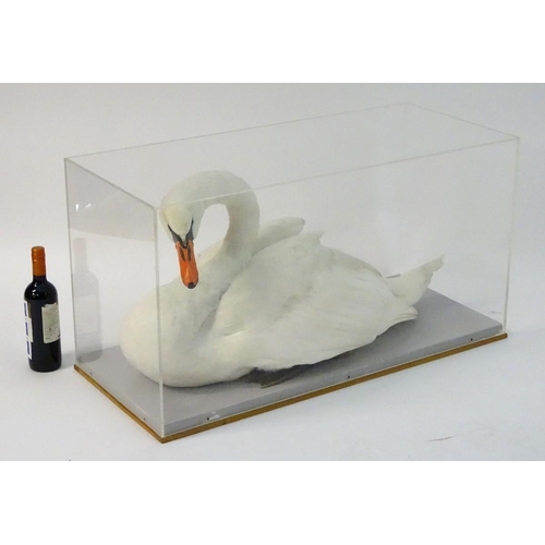 50 - Taxidermy: a mid-20thC cased full mount of a Mute Swan (Cygnus olor), posed waterborne, on a grey pa... 