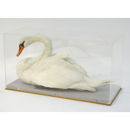 50 - Taxidermy: a mid-20thC cased full mount of a Mute Swan (Cygnus olor), posed waterborne, on a grey pa... 