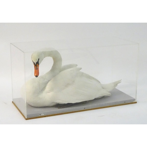 50 - Taxidermy: a mid-20thC cased full mount of a Mute Swan (Cygnus olor), posed waterborne, on a grey pa... 