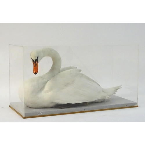 50 - Taxidermy: a mid-20thC cased full mount of a Mute Swan (Cygnus olor), posed waterborne, on a grey pa... 