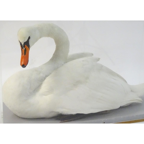 50 - Taxidermy: a mid-20thC cased full mount of a Mute Swan (Cygnus olor), posed waterborne, on a grey pa... 