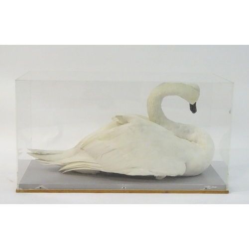 50 - Taxidermy: a mid-20thC cased full mount of a Mute Swan (Cygnus olor), posed waterborne, on a grey pa... 