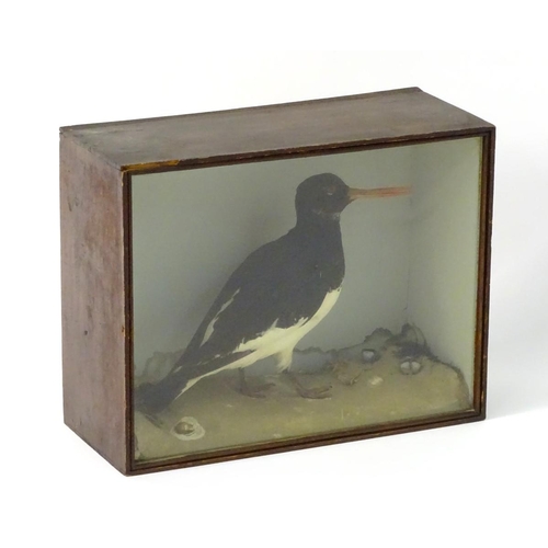 51 - Taxidermy: a late Victorian mount of a Eurasian Oystercatcher (Haematopus Ostralegus) by J A Cole, C... 