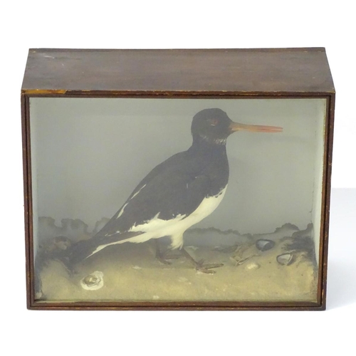 51 - Taxidermy: a late Victorian mount of a Eurasian Oystercatcher (Haematopus Ostralegus) by J A Cole, C... 