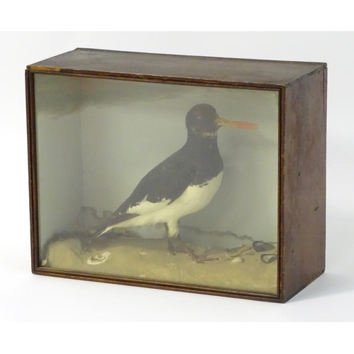 51 - Taxidermy: a late Victorian mount of a Eurasian Oystercatcher (Haematopus Ostralegus) by J A Cole, C... 