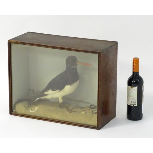 51 - Taxidermy: a late Victorian mount of a Eurasian Oystercatcher (Haematopus Ostralegus) by J A Cole, C... 