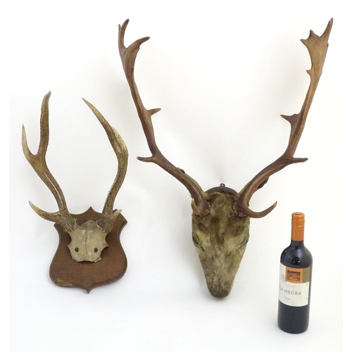 53 - Taxidermy: an early 20thC head mount of a fallow buck, affixed to an oak plinth, approximately 22'' ... 