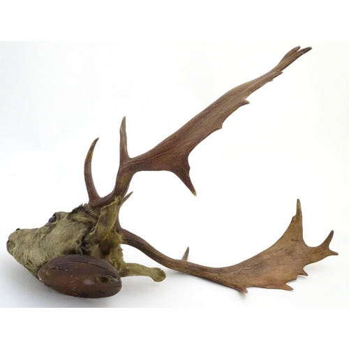 53 - Taxidermy: an early 20thC head mount of a fallow buck, affixed to an oak plinth, approximately 22'' ... 