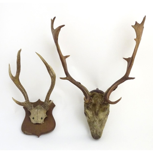 53 - Taxidermy: an early 20thC head mount of a fallow buck, affixed to an oak plinth, approximately 22'' ... 