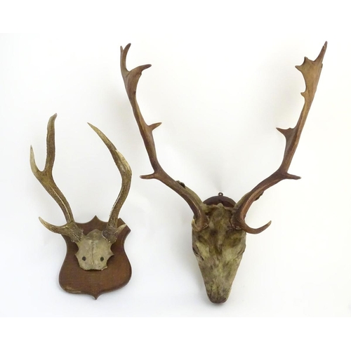 53 - Taxidermy: an early 20thC head mount of a fallow buck, affixed to an oak plinth, approximately 22'' ... 