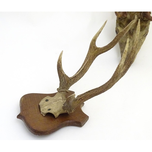 53 - Taxidermy: an early 20thC head mount of a fallow buck, affixed to an oak plinth, approximately 22'' ... 