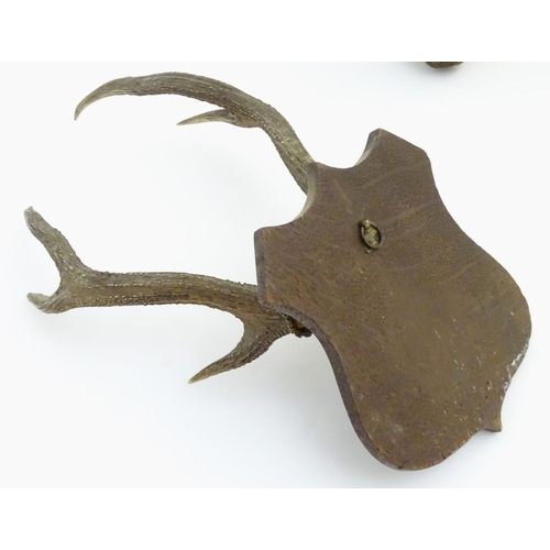 53 - Taxidermy: an early 20thC head mount of a fallow buck, affixed to an oak plinth, approximately 22'' ... 