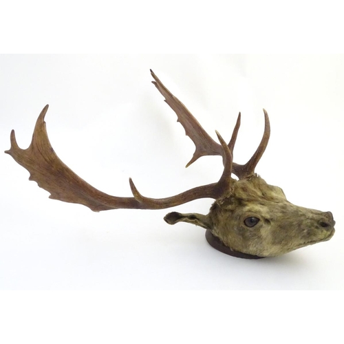 53 - Taxidermy: an early 20thC head mount of a fallow buck, affixed to an oak plinth, approximately 22'' ... 