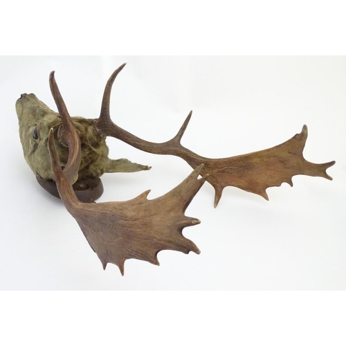 53 - Taxidermy: an early 20thC head mount of a fallow buck, affixed to an oak plinth, approximately 22'' ... 