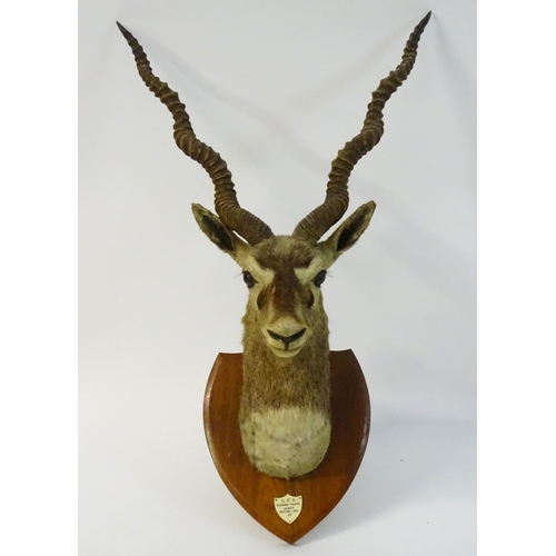 54 - Taxidermy: a shoulder mount of a Blackbuck (Antilope cervicapra) by Van Ingen & Van Ingen of Mysore ... 