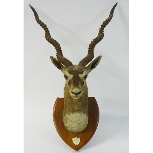 54 - Taxidermy: a shoulder mount of a Blackbuck (Antilope cervicapra) by Van Ingen & Van Ingen of Mysore ... 