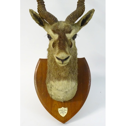 54 - Taxidermy: a shoulder mount of a Blackbuck (Antilope cervicapra) by Van Ingen & Van Ingen of Mysore ... 