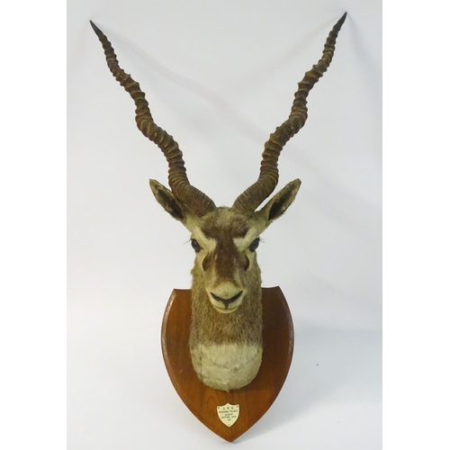 54 - Taxidermy: a shoulder mount of a Blackbuck (Antilope cervicapra) by Van Ingen & Van Ingen of Mysore ... 