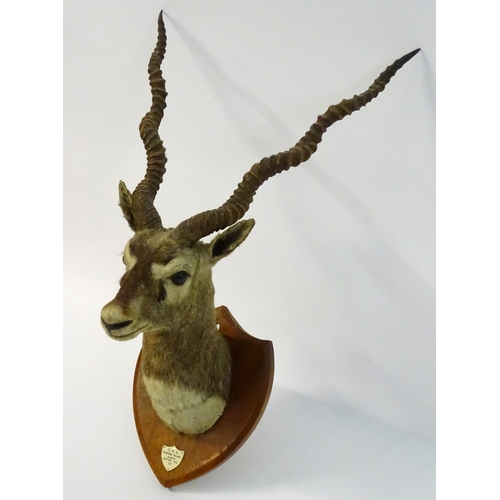 54 - Taxidermy: a shoulder mount of a Blackbuck (Antilope cervicapra) by Van Ingen & Van Ingen of Mysore ... 