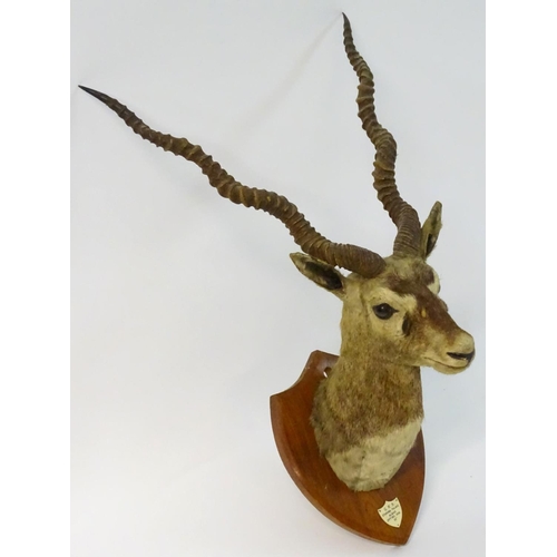 54 - Taxidermy: a shoulder mount of a Blackbuck (Antilope cervicapra) by Van Ingen & Van Ingen of Mysore ... 